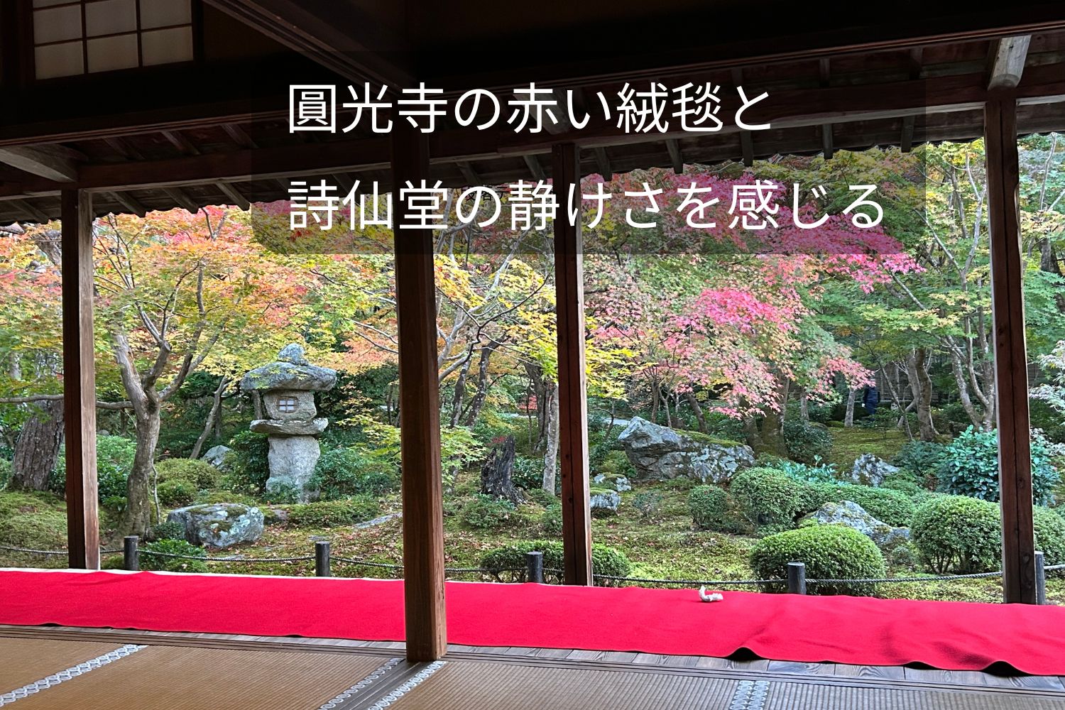 圓光寺の赤い絨毯と紅葉の庭園を縁側から眺める風景