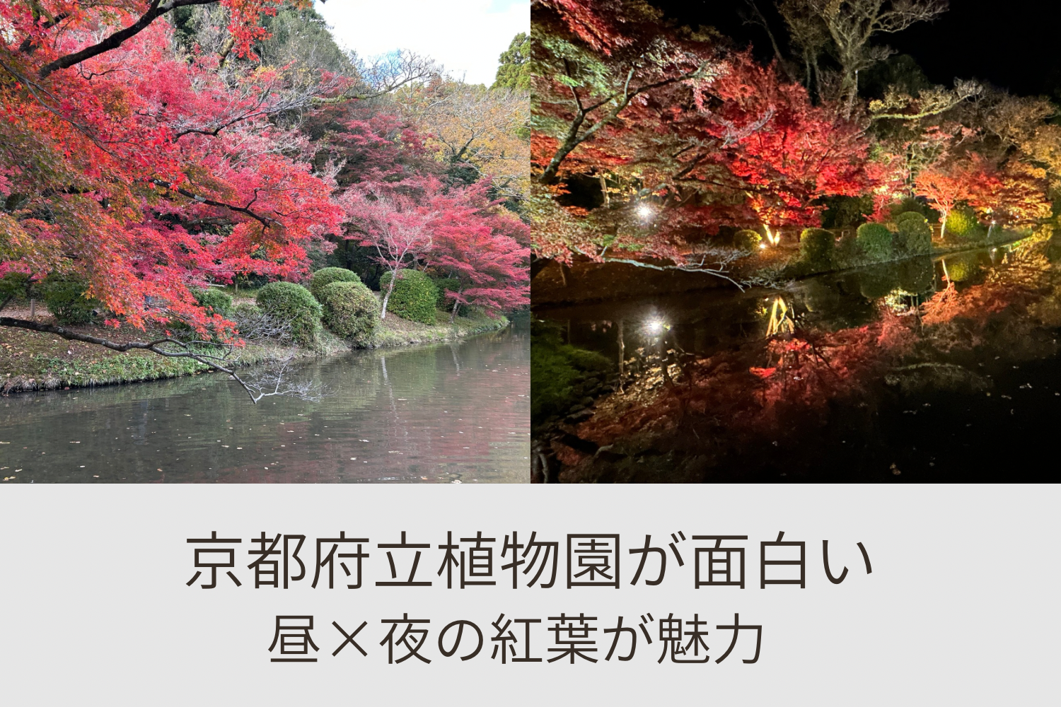 京都府立植物園の紅葉。昼の池に映る赤い紅葉と、夜のライトアップが反射する幻想的な景色を並べたアイキャッチ画像。