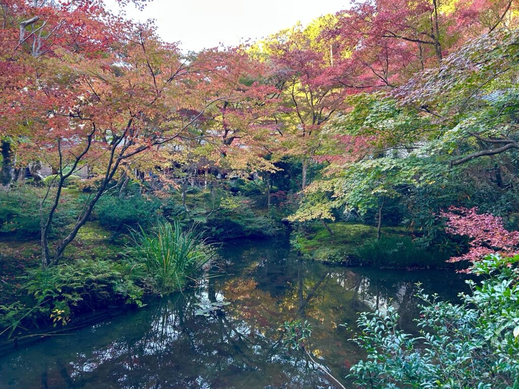 圓光寺・十牛之庭の池に紅葉が映り込む秋の景色。赤や橙のもみじが広がる、圓光寺を象徴する美しい庭園風景。