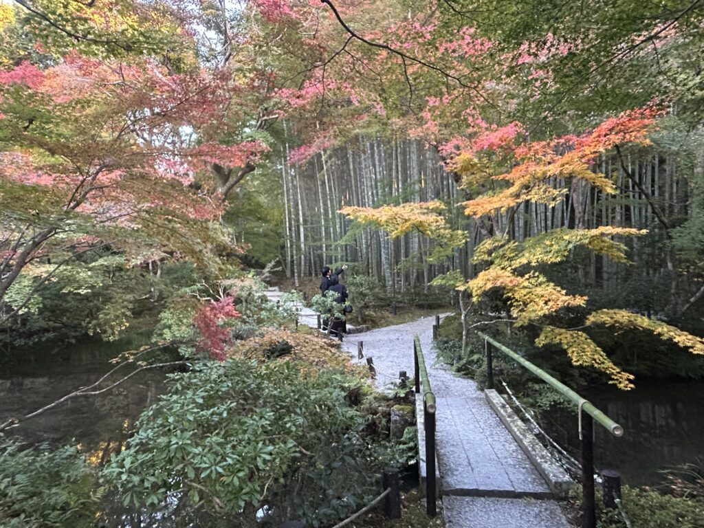 圓光寺の竹林へ続く散策路。紅葉と竹が重なり合う静かな小径で、秋の穏やかな空気が漂う風景。