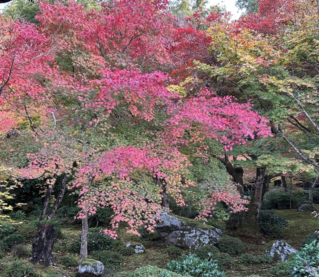 一乗寺エリアの紅葉風景。赤や橙のもみじが広がる秋の景色で、圓光寺や詩仙堂をめぐる散策の締めくくりにふさわしい美しさ。