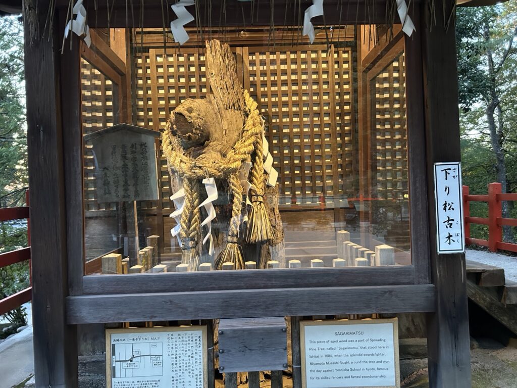 八大神社に保存されている宮本武蔵ゆかりの下り松古木。ガラス越しに展示された樹木が歴史の面影を伝える。