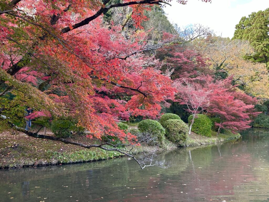 京都府立植物園の赤やオレンジが重なる美しい紅葉のグラデーション
