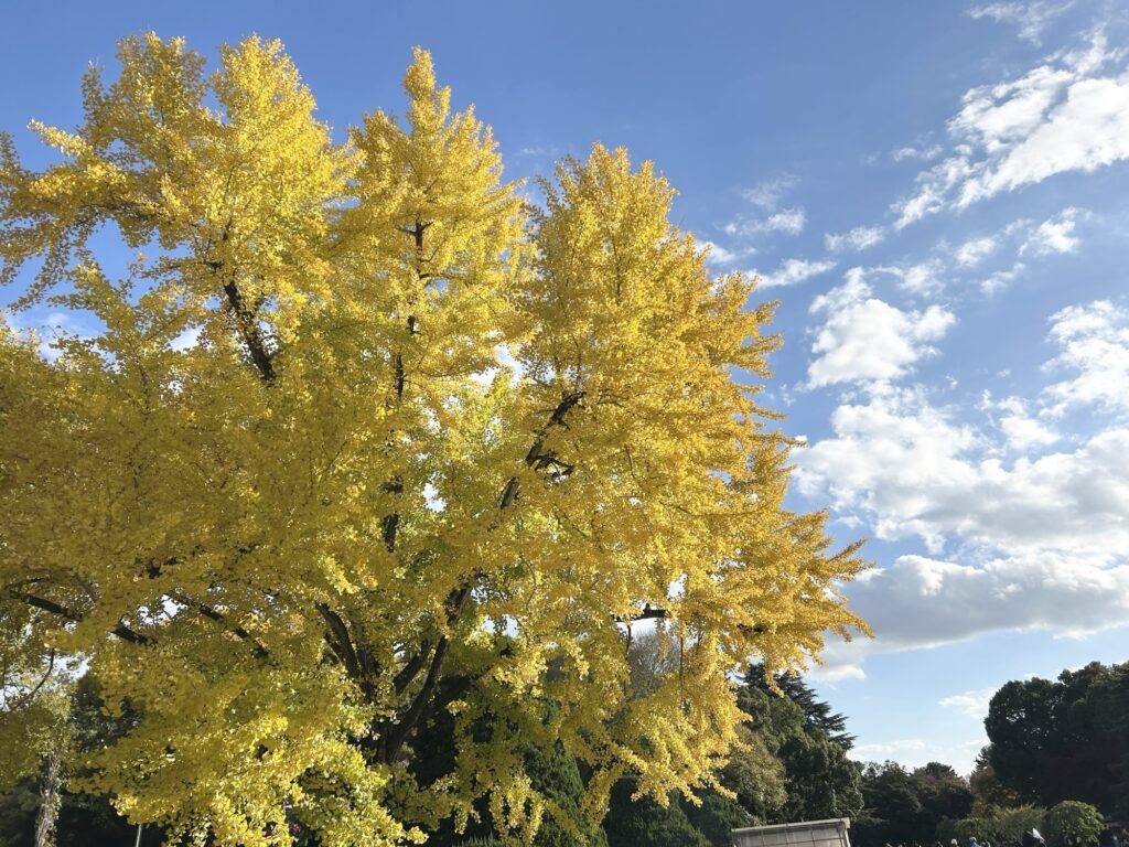 京都府立植物園で晴れた空に透けるイチョウの黄色い紅葉
