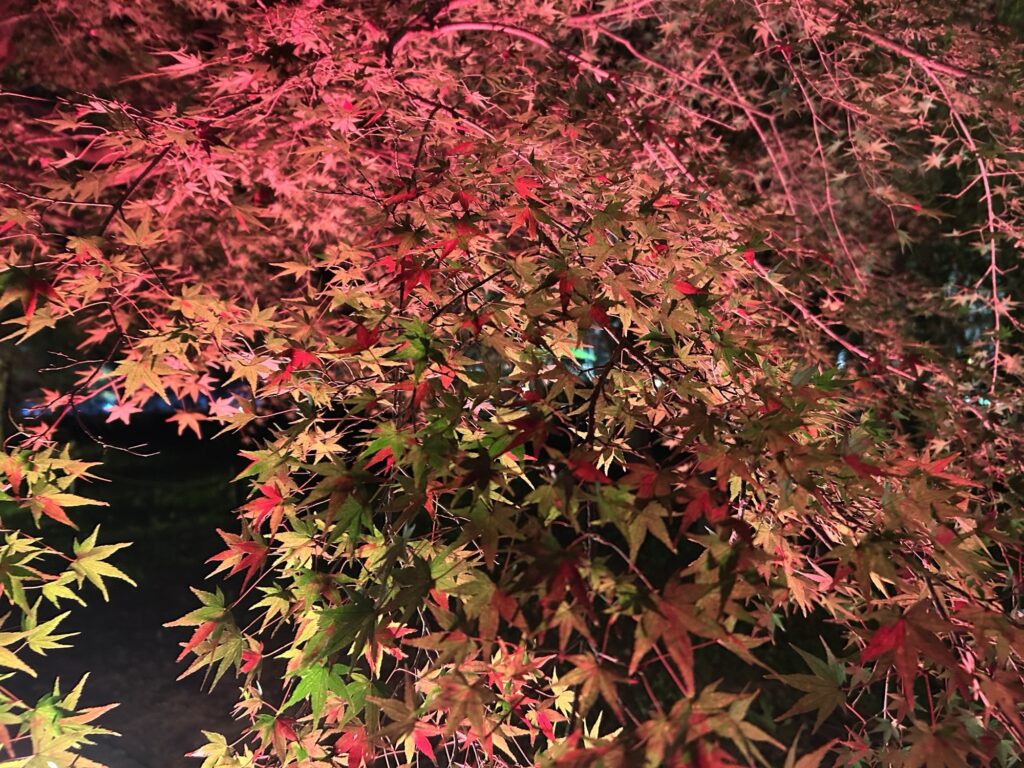 京都府立植物園ライトサイクルでライトアップされた紅葉の近景