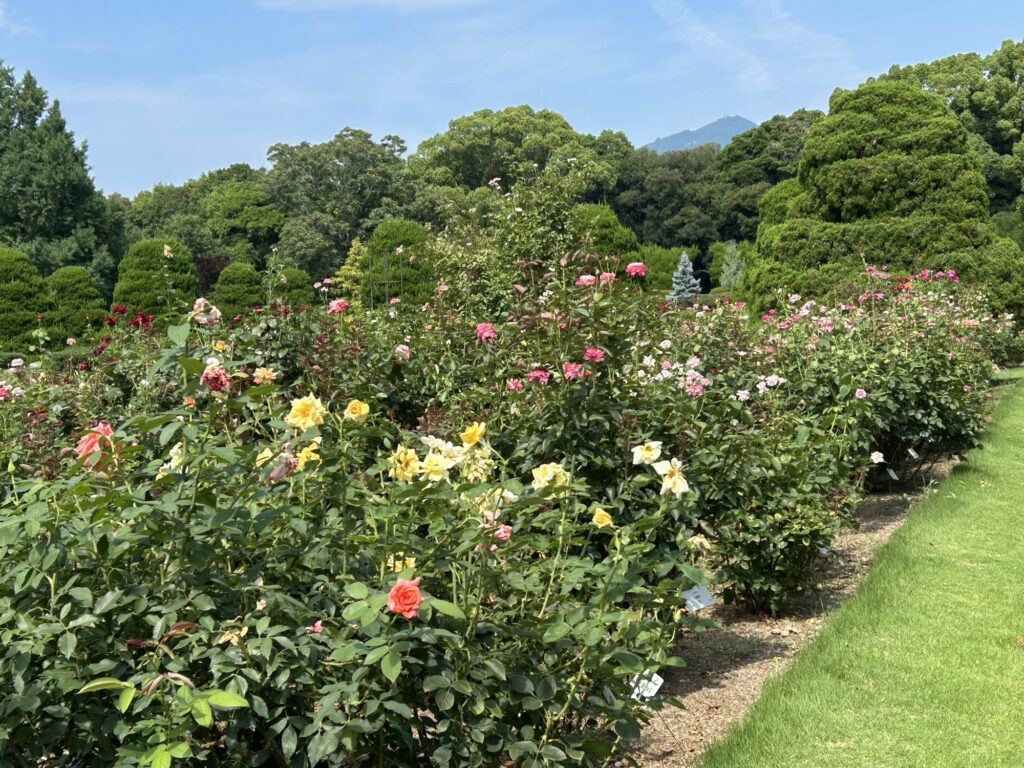 京都府立植物園のバラ園に咲く色とりどりのバラの風景