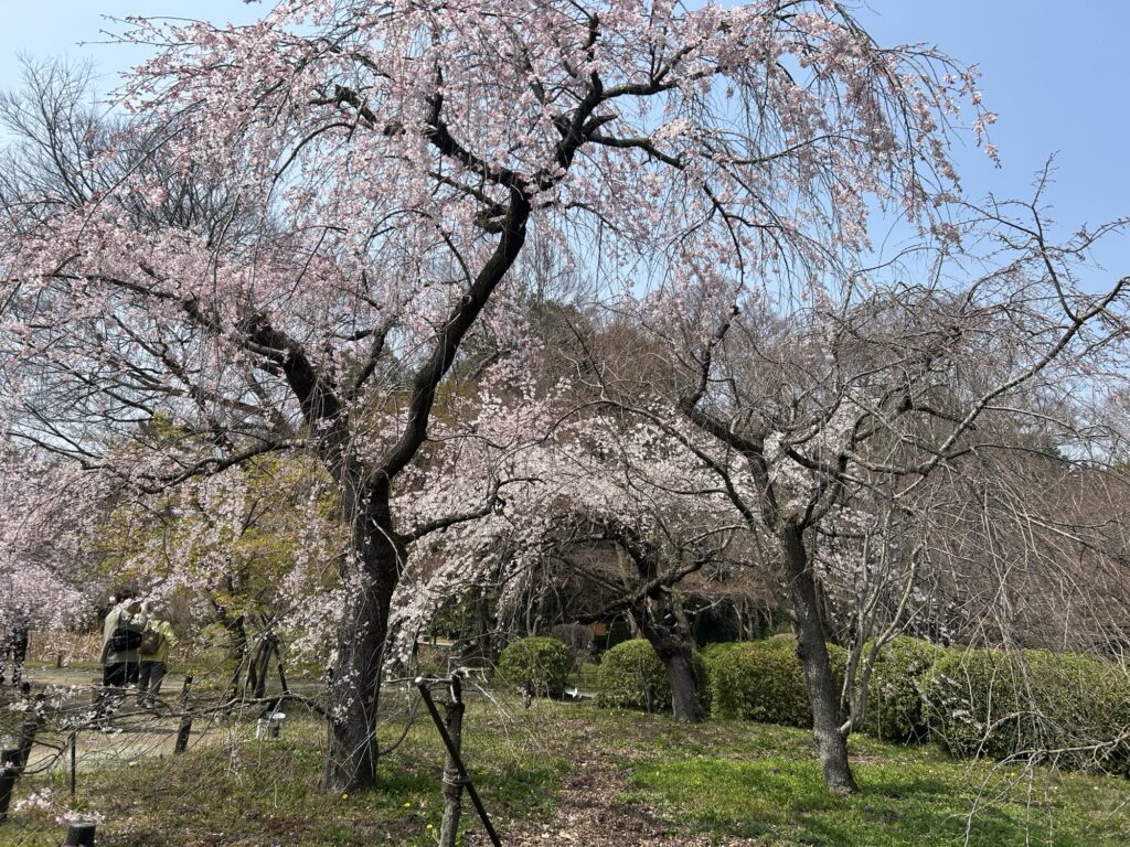京都府立植物園の枝垂れ桜と園内の様子2026年春