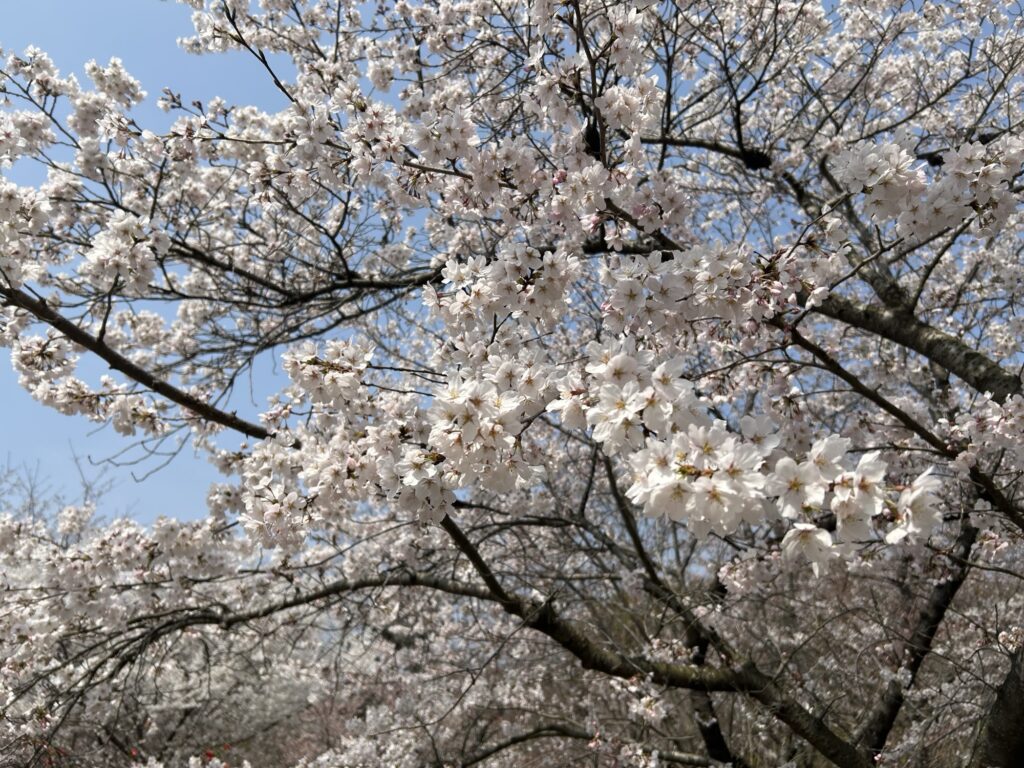 京都府立植物園の満開に近い桜の様子 2026年3月 青空と白い桜が広がる風景
