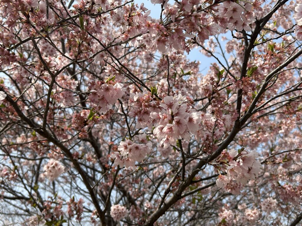 京都府立植物園の桜 ピンクの花のアップ 早咲き品種の様子
