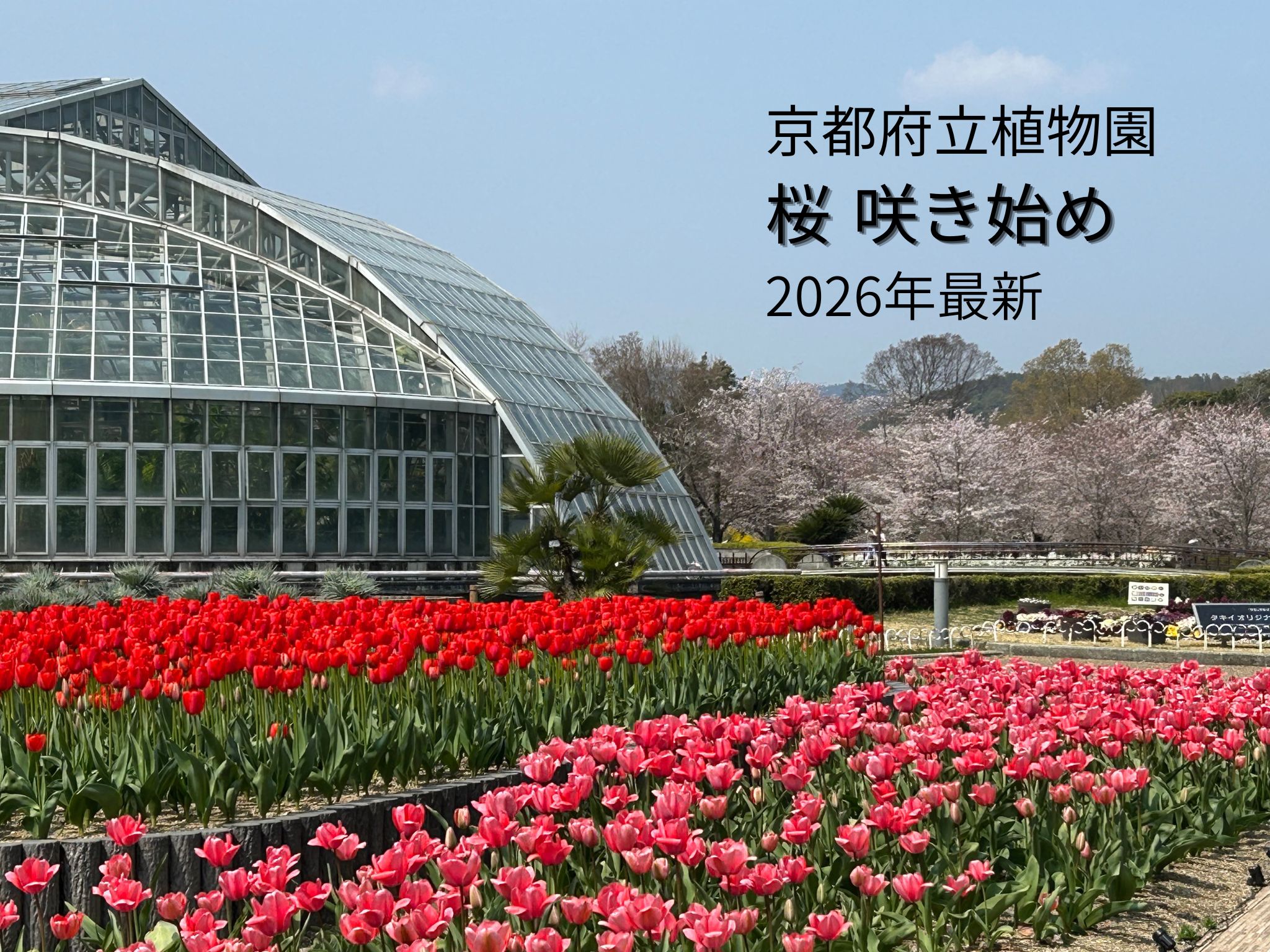 京都府立植物園の桜 咲き始め 2026年 チューリップと温室の風景