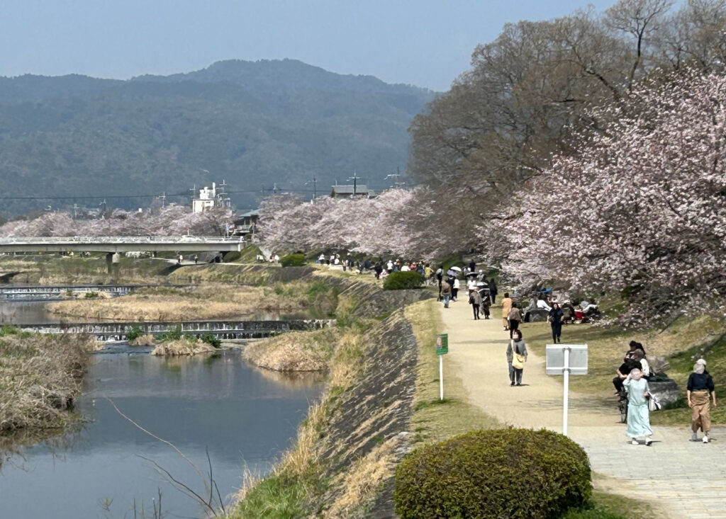 京都北山の加茂川沿いに咲く桜とお花見を楽しむ人々の風景