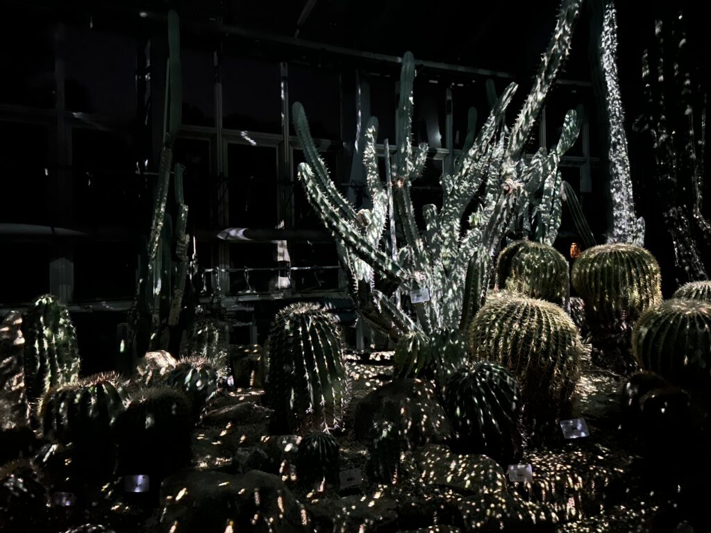 ライトサイクル 温室 サボテン 光の演出